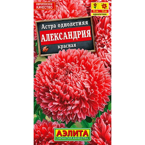 Астра Александрия красная Аэлита