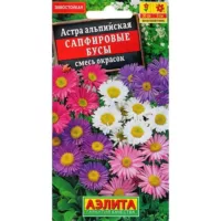 Астра альпийская Сапфировые бусы