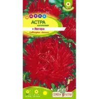 Астра Ангора
