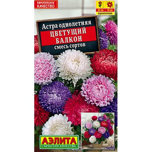 Астра Цветущий балкон