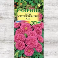 Астра Эрфуртский карлик Роза Гавриш