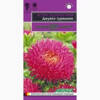 Астра игольчато-коготковая Джувел Турмалин Гавриш