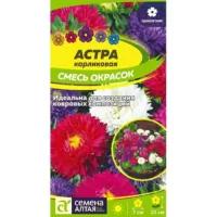 Астра Карликовая