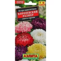 Астра Королевский размер