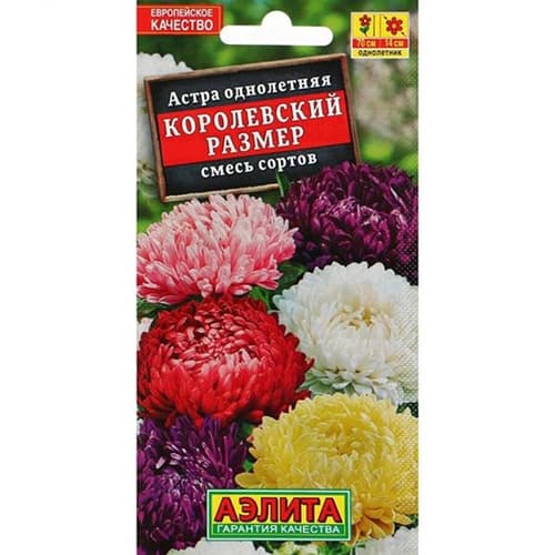 Астра Королевский размер