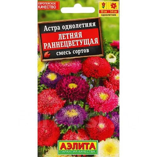 Астра Летняя раннецветущая