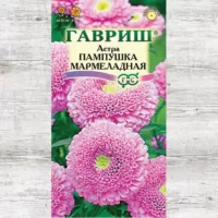 Астра Пампушка Мармеладная Гавриш