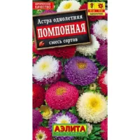 Астра Помпонная