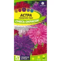 Астра Страусово перо