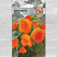 Бегония Империал Оранж F1