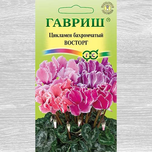 Цикламен бахромчатый Восторг