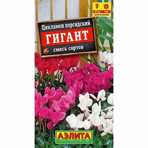 Цикламен персидский Гигант
