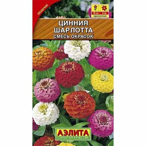 Цинния изящная Шарлотта