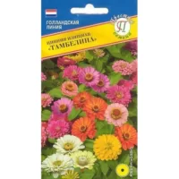 Цинния Тамбелина