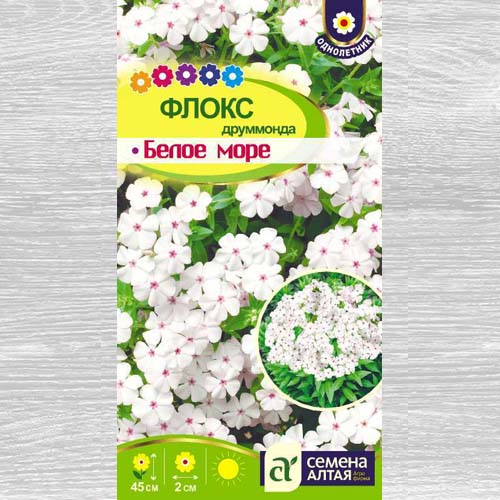 Флокс друммонда Белое море