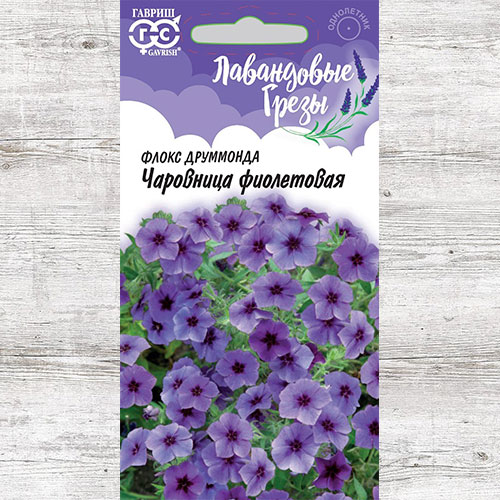 Флокс Друммонда Чаровница фиолетовая Гавриш