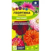Георгина Экстрим