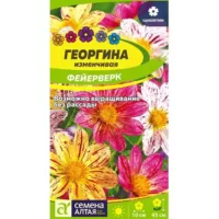 Георгина Фейерверк