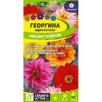 Георгина Мефистофель