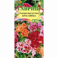 Годеция махровая Красавица. смесь окрасок Гавриш