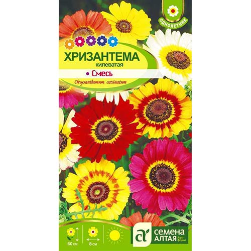 Хризантема килеватая