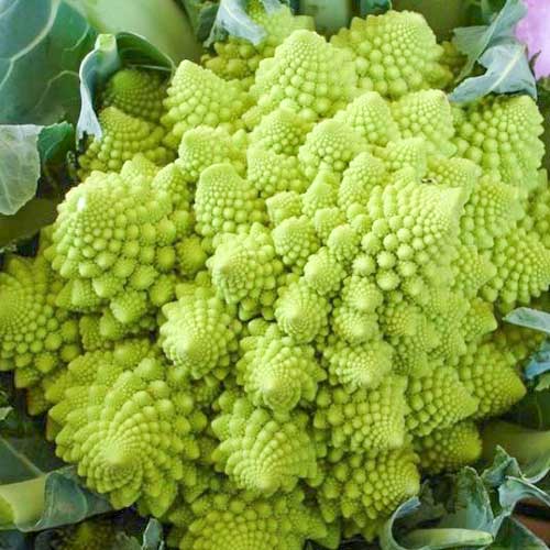 Капуста цветная Изумрудный кубок