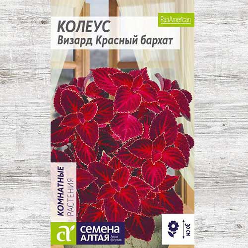 Колеус Визард Красный бархат