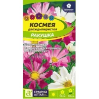 Космея Ракушка
