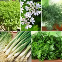 Кухонные пряности к салатам