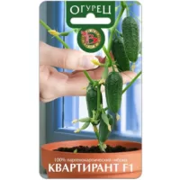 Огурец Квартирант F1 Биотехника