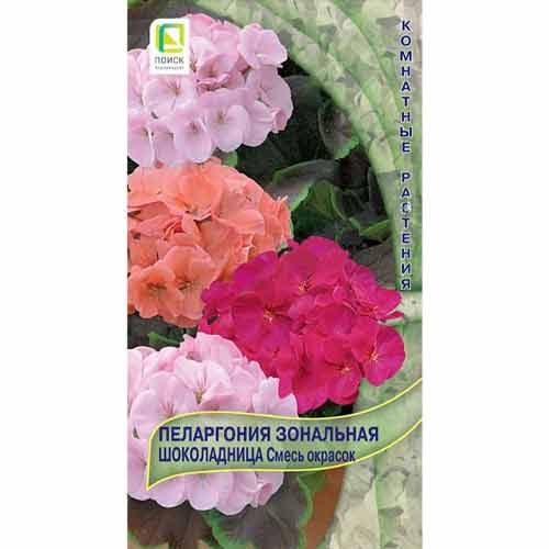 Пеларгония зональная Шоколадница