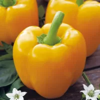 Перец сладкий Кубок золотой