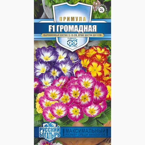 Примула Громадная F1