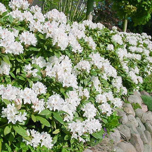 Рододендрон Каннингемс Вайт