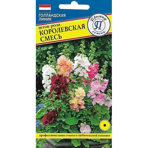 Шток роза Королевская