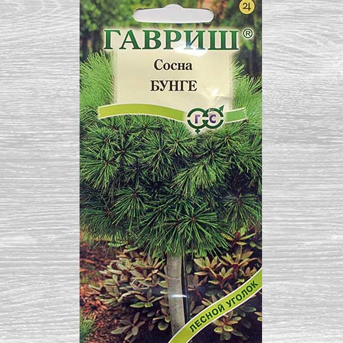 Сосна Бунге