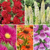 Комплект многолетников Cottage Garden из 5 сортов