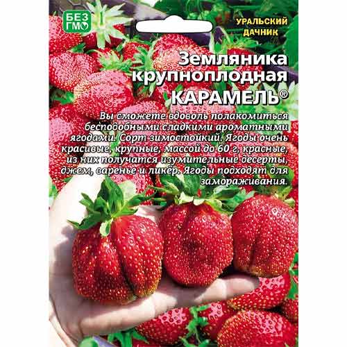 Земляника крупноплодная Карамель Уральский дачник