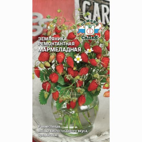 Земляника ремонтантная мелкоплодная Мармеладная Седек