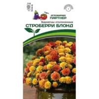 Бархатцы отклоненные Строберри Блонд Партнер