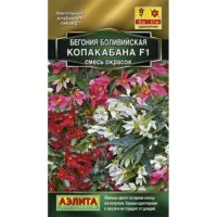 Бегония боливийская Копакабана F1
