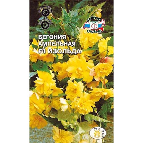Бегония Изольда F1 Седек