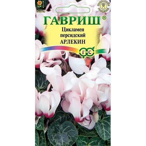 Цикламен персидский Арлекин Гавриш