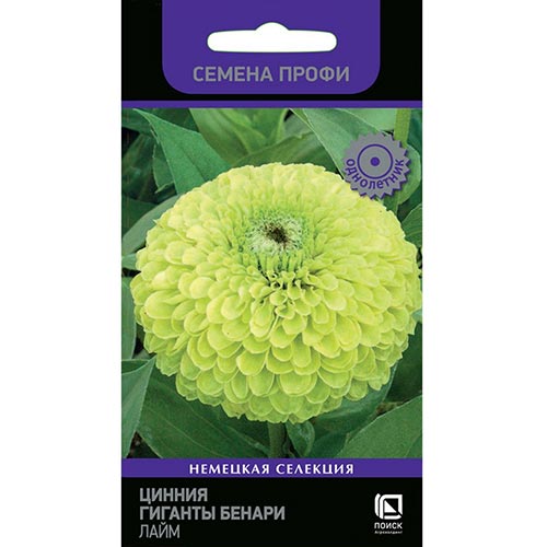 Цинния Гиганты Бенари Лайм Поиск