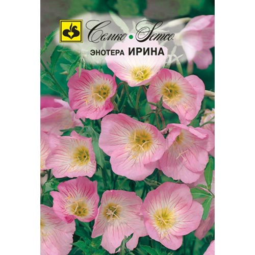Энотера Ирина Семко