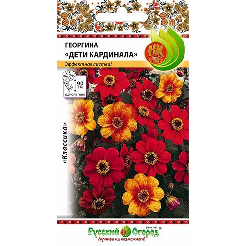 Георгина Дети Кардинала
