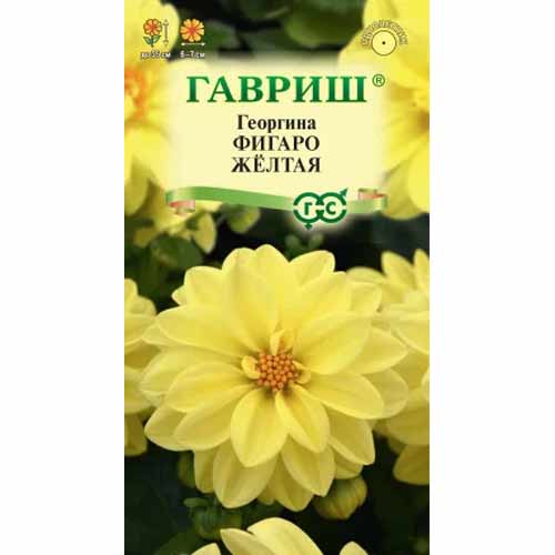 Георгина Фигаро желтая Гавриш