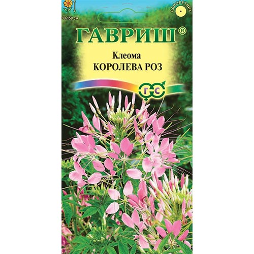 Клеома Королева роз Гавриш