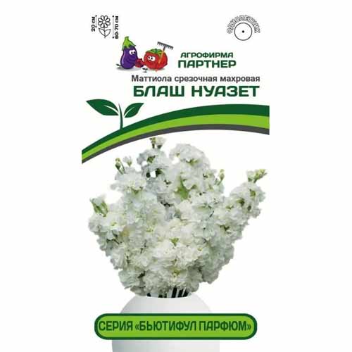 Маттиола срезочная махровая Бьютифул Парфюм Блаш Нуазет Партнер