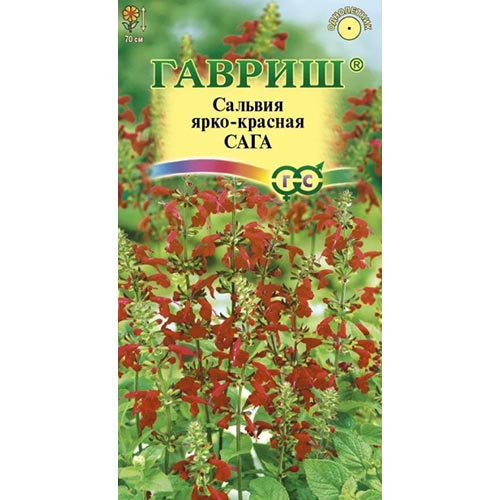 Сальвия Сага Гавриш